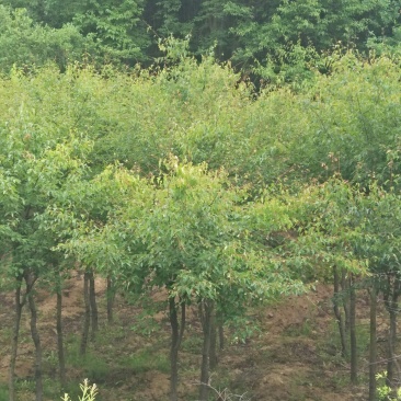 建苗圃用茶条槭，3米定植，4年冒，数量8000棵，