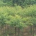 建苗圃用茶条槭，3米定植，4年冒，数量8000棵，