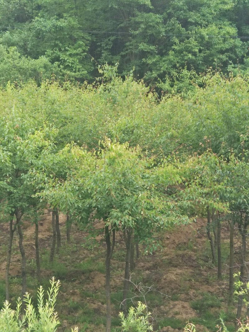 建苗圃用茶条槭，3米定植，4年冒，数量8000棵，