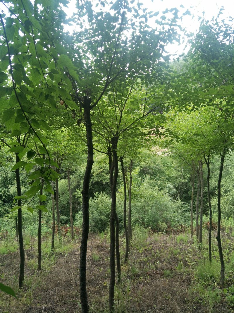 建苗圃用茶条槭，3米定植，4年冒，数量8000棵，