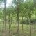 建苗圃用茶条槭，3米定植，4年冒，数量8000棵，