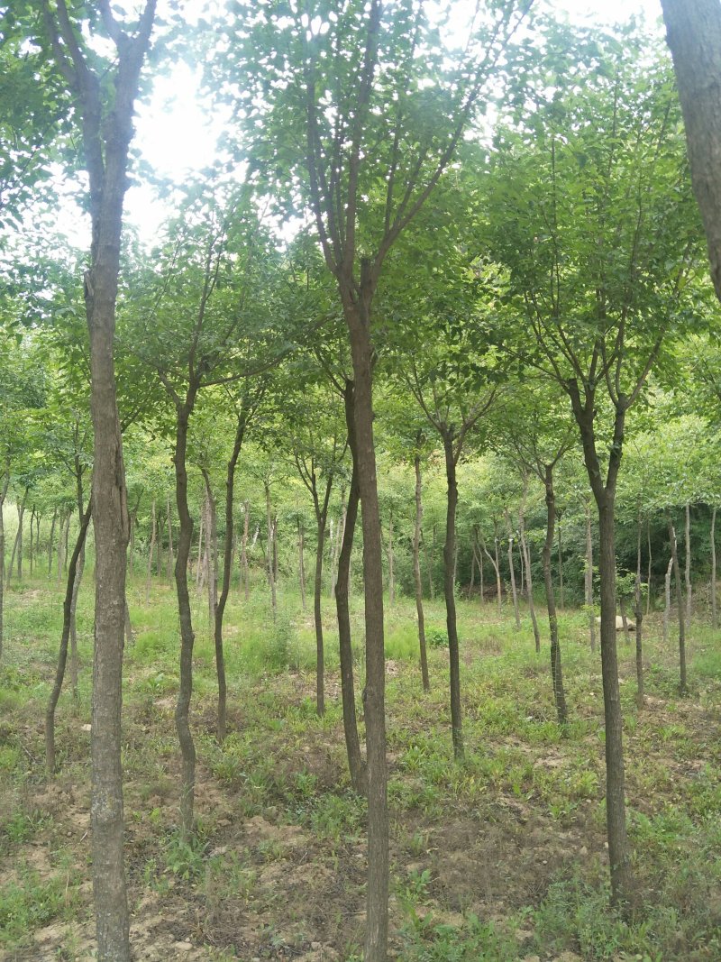 建苗圃用茶条槭，3米定植，4年冒，数量8000棵，
