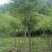 建苗圃用茶条槭，3米定植，4年冒，数量8000棵，