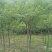 建苗圃用茶条槭，3米定植，4年冒，数量8000棵，