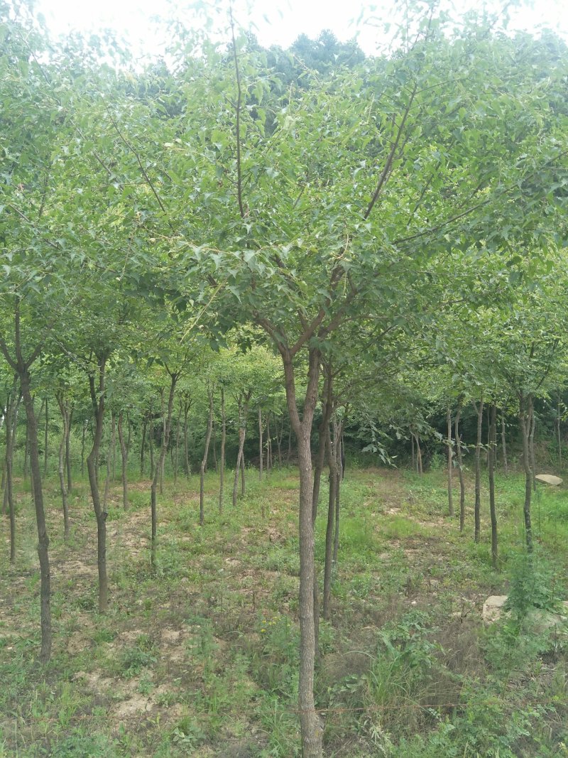建苗圃用茶条槭，3米定植，4年冒，数量8000棵，