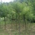 建苗圃用茶条槭，3米定植，4年冒，数量8000棵，