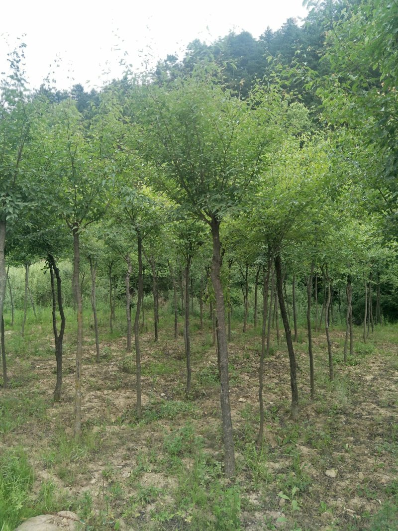 建苗圃用茶条槭，3米定植，4年冒，数量8000棵，