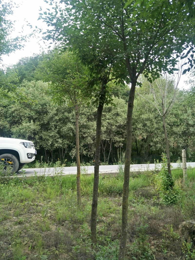 建苗圃用茶条槭，3米定植，4年冒，数量8000棵，