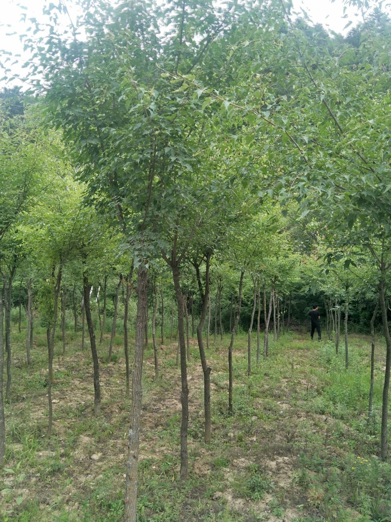 建苗圃用茶条槭，3米定植，4年冒，数量8000棵，