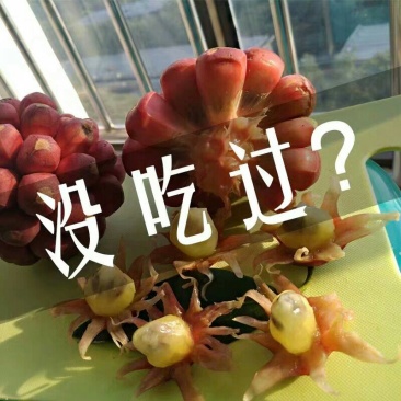 黑老虎苗布福娜树苗爬藤植物直生苗