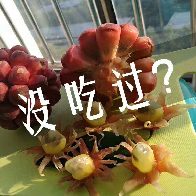 黑老虎苗布福娜树苗爬藤植物直生苗
