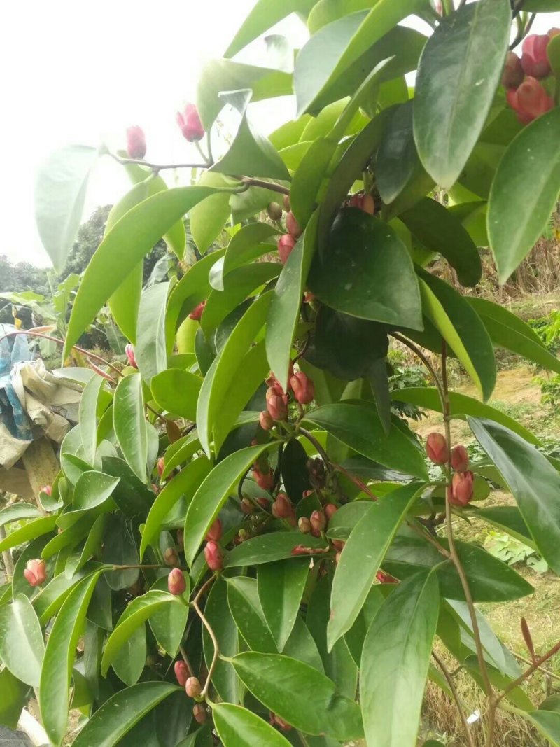 黑老虎苗布福娜树苗爬藤植物直生苗