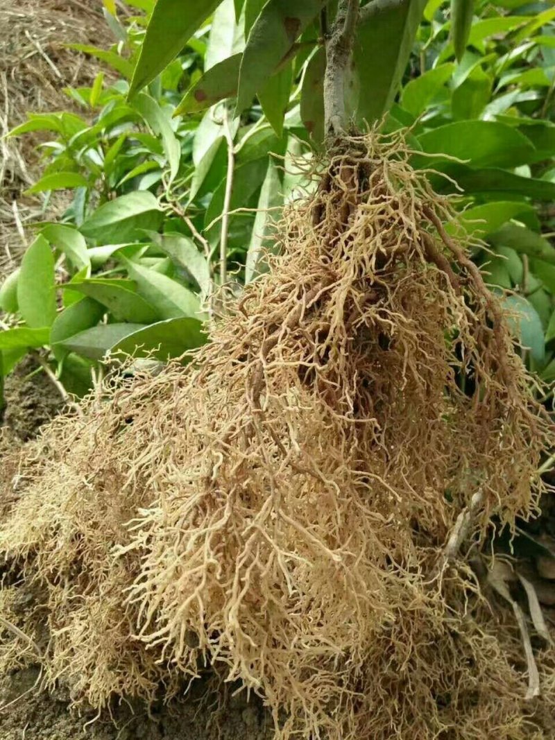 黑老虎苗布福娜树苗爬藤植物直生苗