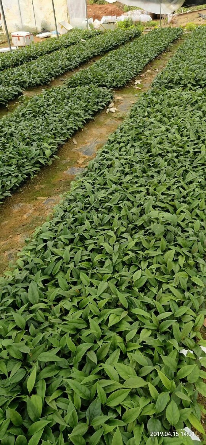 黑老虎苗布福娜树苗爬藤植物直生苗
