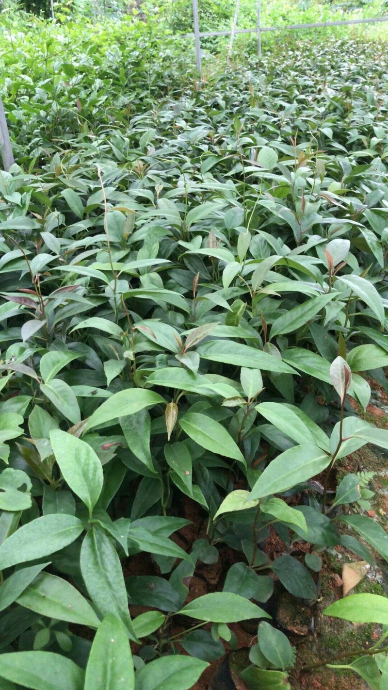 黑老虎苗布福娜树苗爬藤植物直生苗