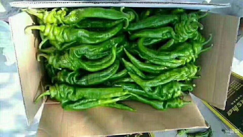 陕西定边陇椒螺丝椒15-20厘米产地直发代发全国