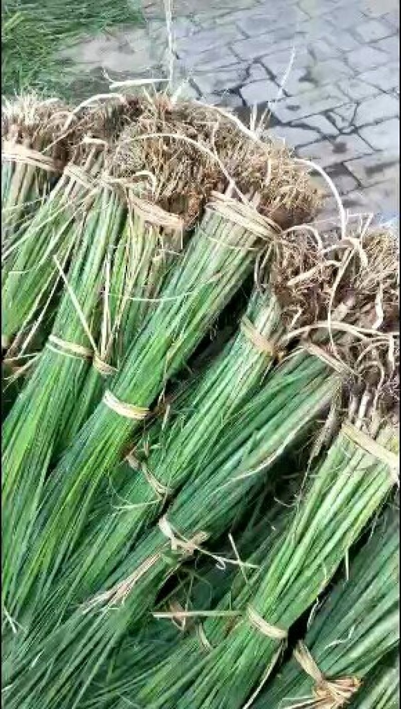白洋淀小香蒲水葱黄菖蒲可视频看货成活率有保障