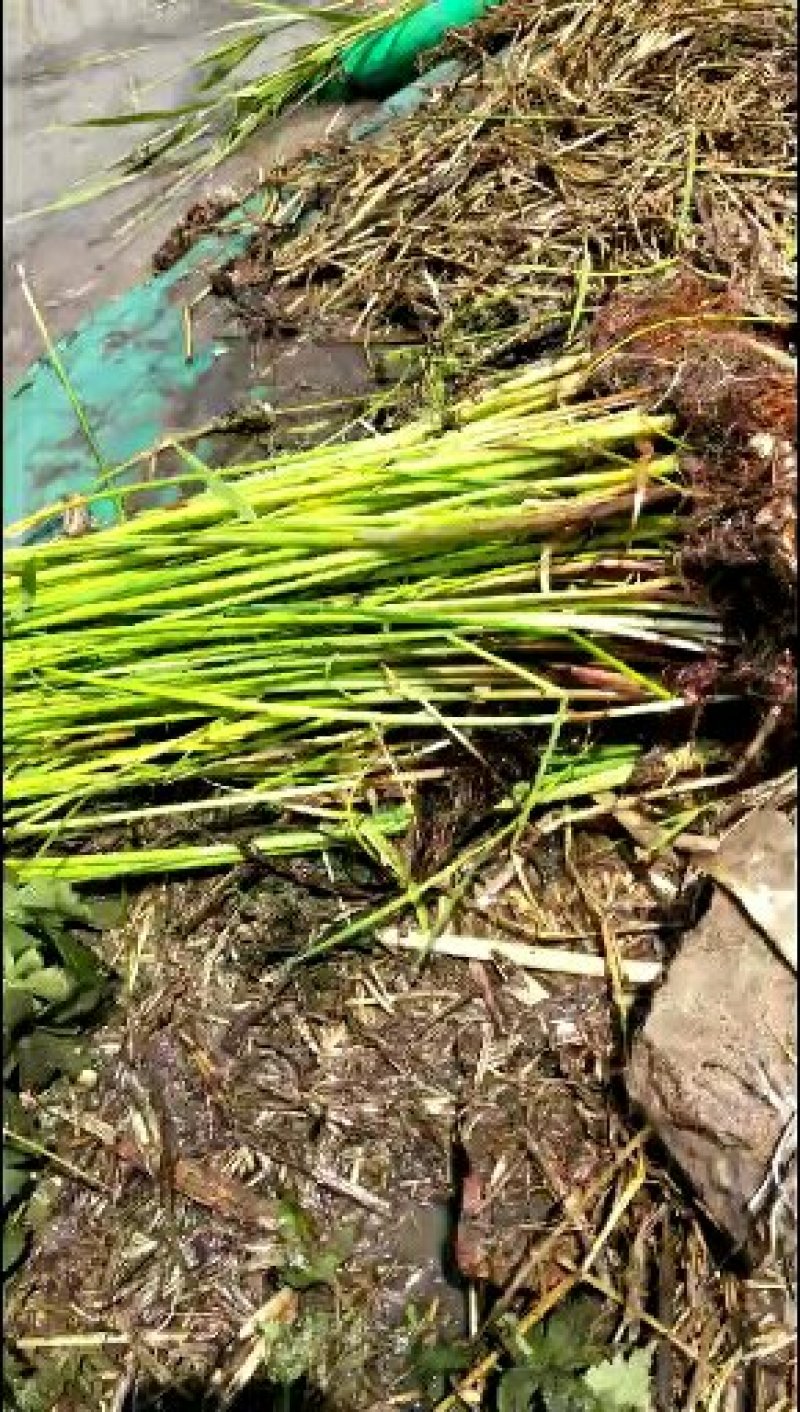 白洋淀小香蒲水葱黄菖蒲可视频看货成活率有保障