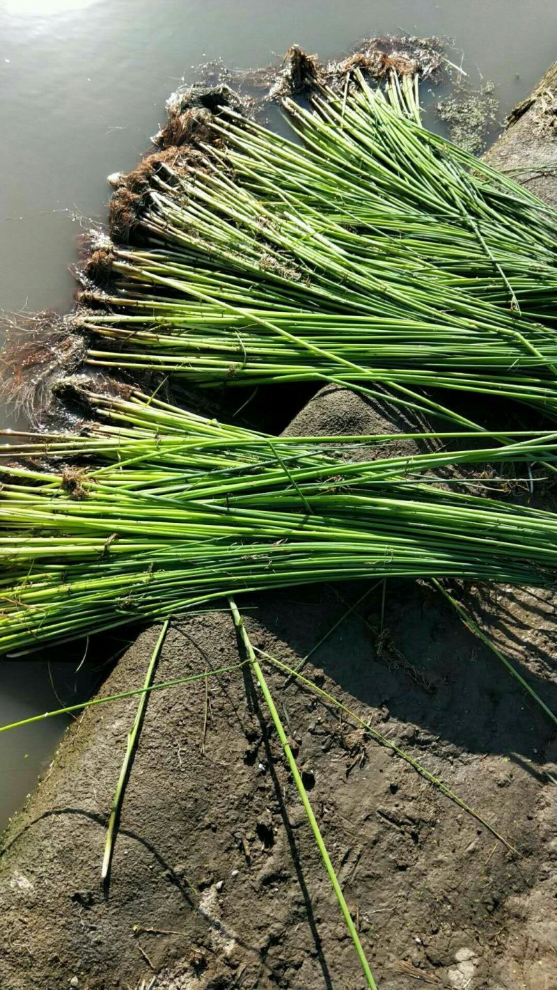 白洋淀小香蒲水葱黄菖蒲可视频看货成活率有保障
