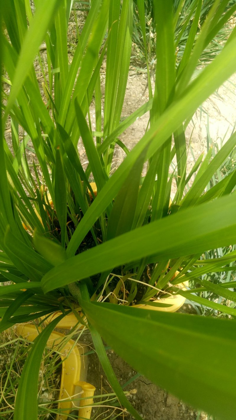 白洋淀小香蒲水葱黄菖蒲可视频看货成活率有保障