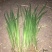 白洋淀小香蒲水葱黄菖蒲可视频看货成活率有保障