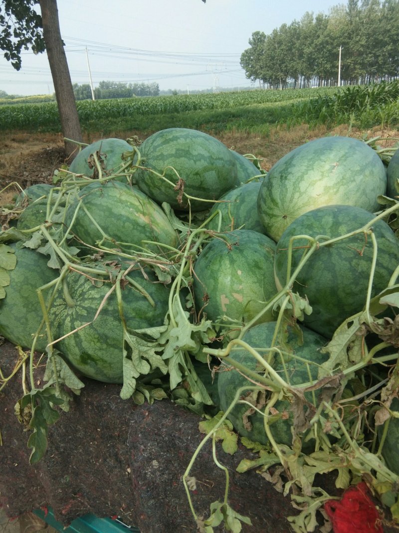 龙卷风西瓜