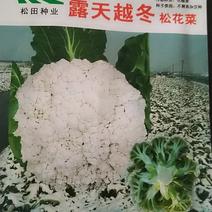 露天越冬松花菜菜花种子，长江流域不用任何加温措施安全越冬