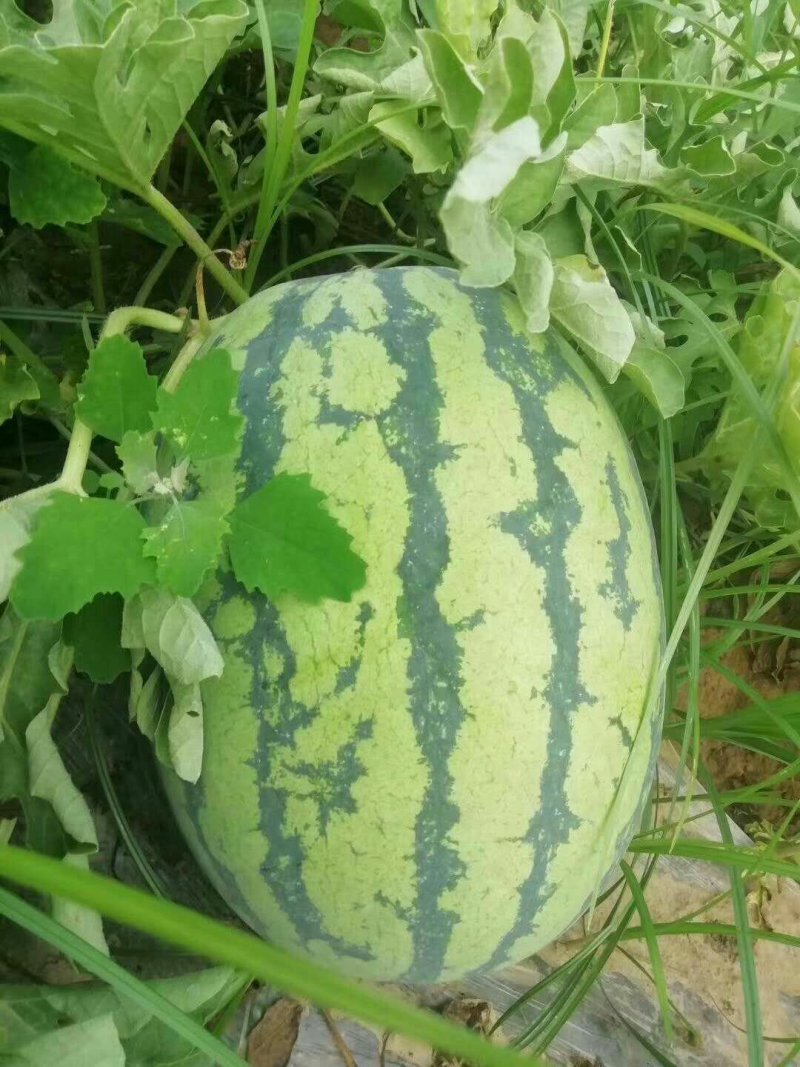 西瓜10斤打底9成熟1茬