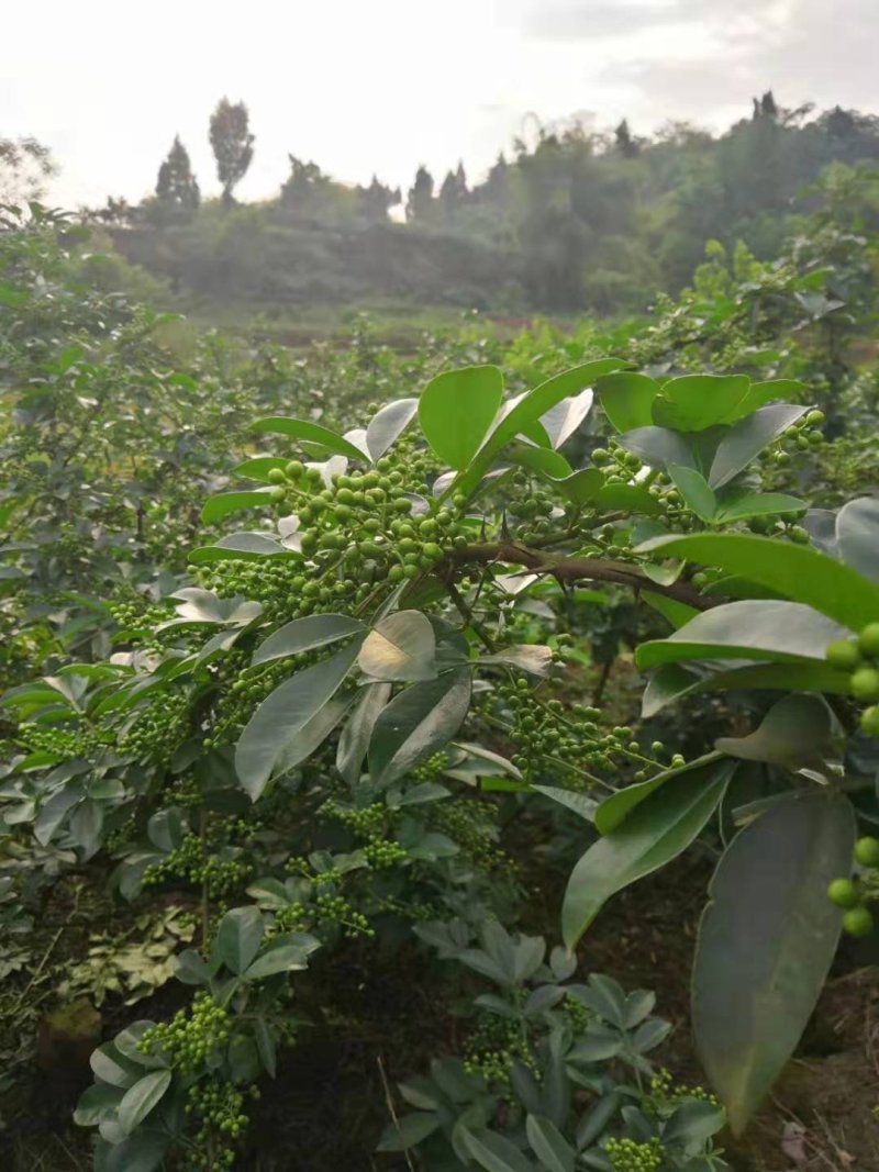 新鲜花椒供应