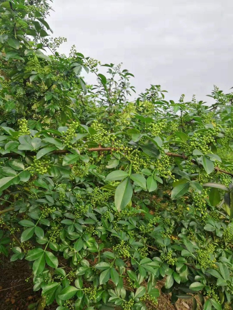 新鲜花椒供应