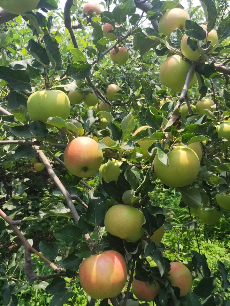 美国八号苹果大量上市