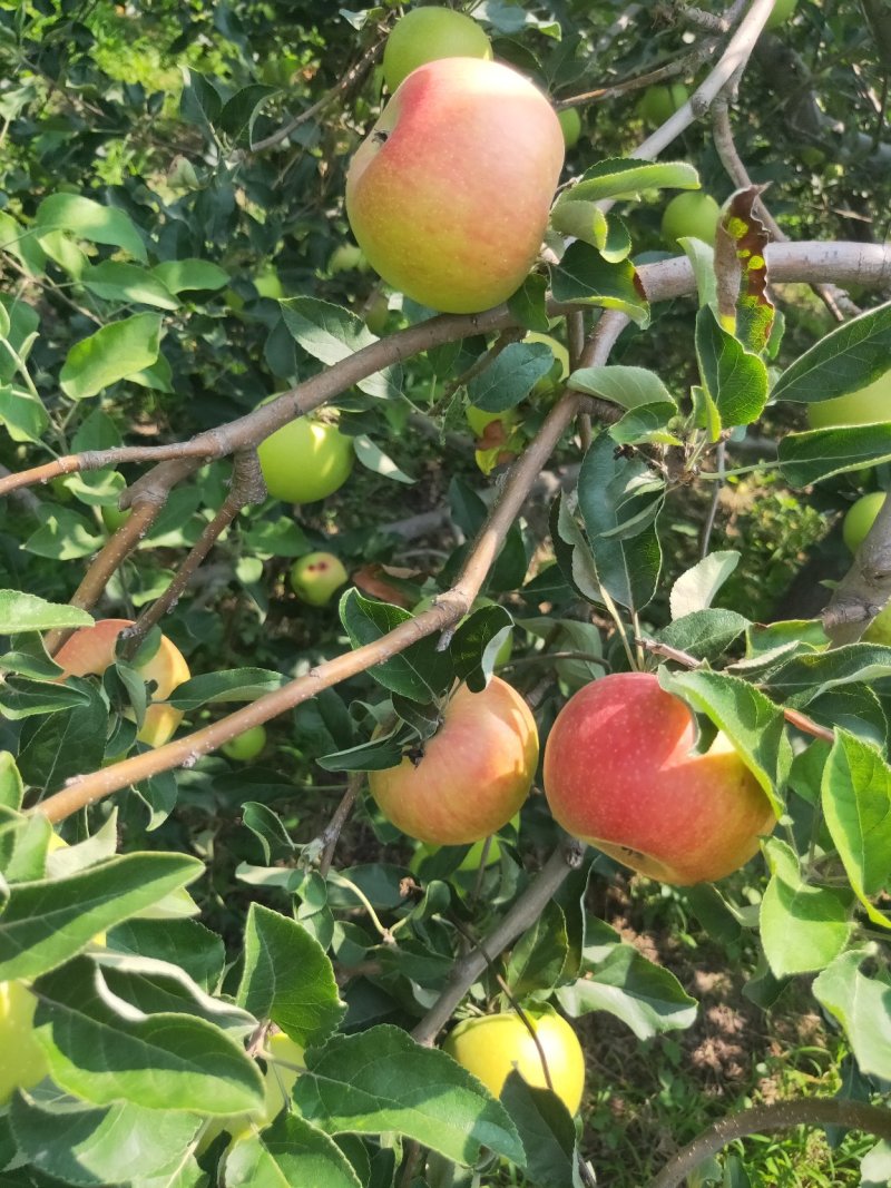 美国八号苹果大量上市