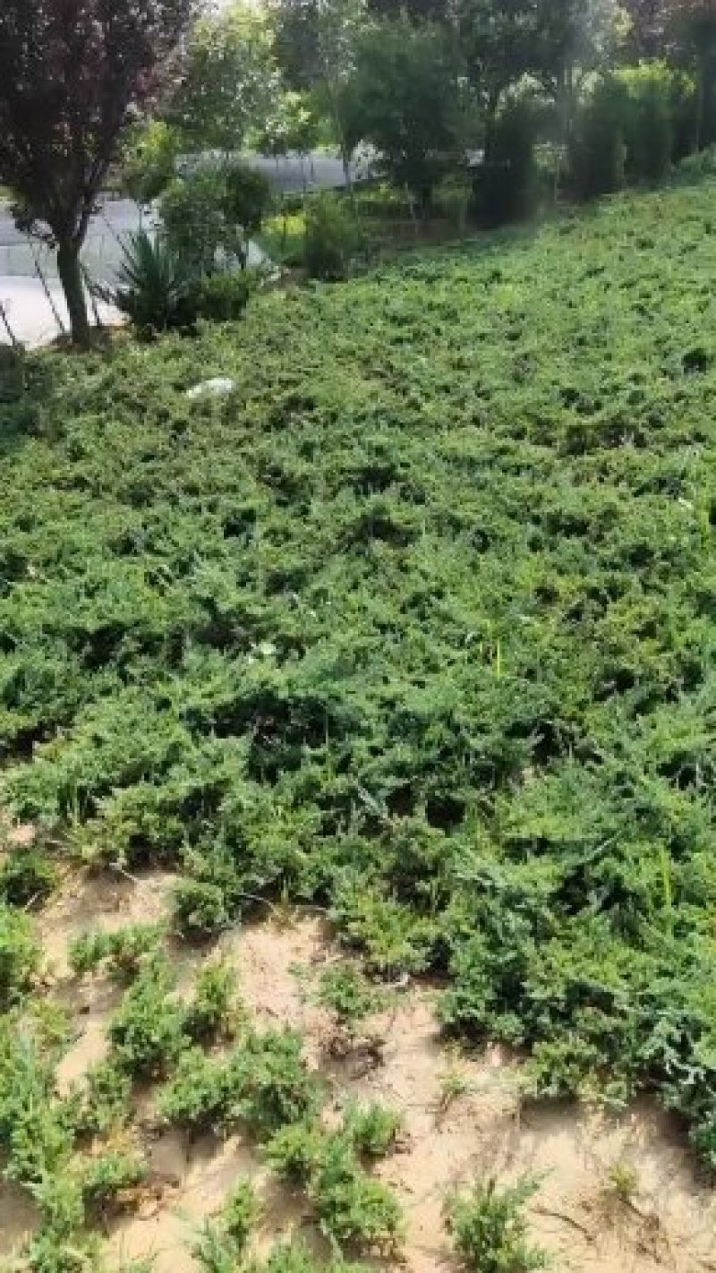 铺地柏、地柏、爬地柏基地直销，大量出售包成活价格低