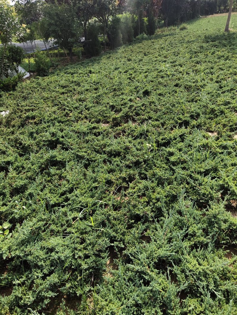 铺地柏、地柏、爬地柏基地直销，大量出售包成活价格低