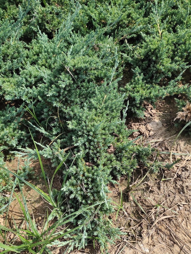 铺地柏、地柏、爬地柏基地直销，大量出售包成活价格低