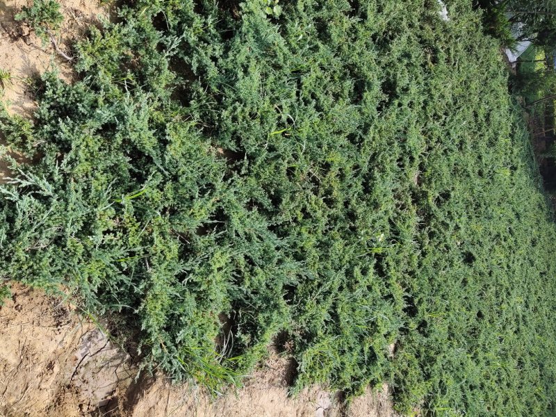 铺地柏、地柏、爬地柏基地直销，大量出售包成活价格低