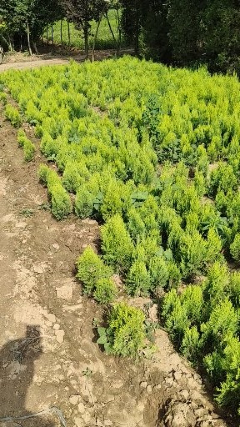 洒金柏，各种规格，基地直销，一手苗，欢迎新老朋友看苗订苗