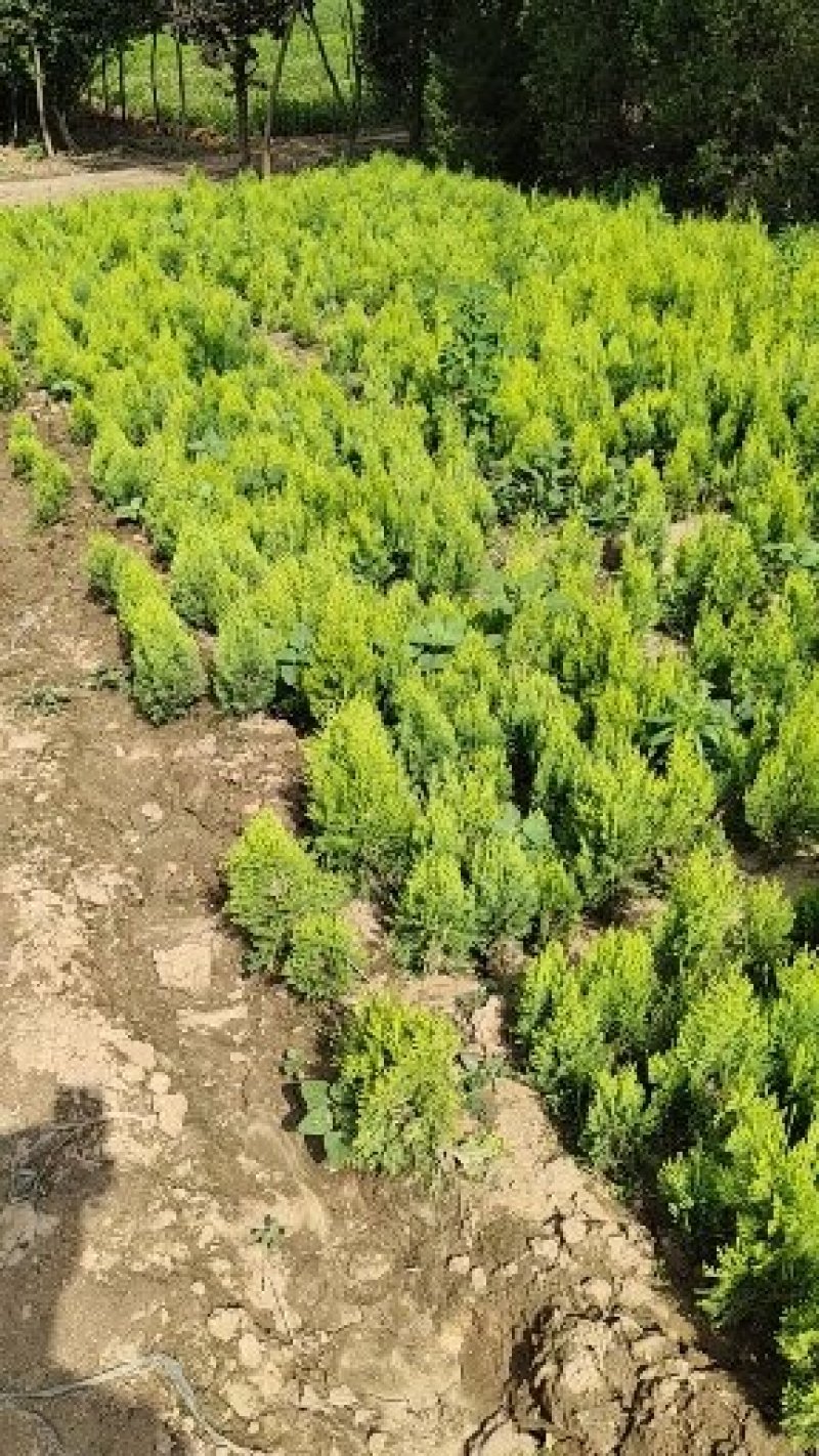洒金柏，各种规格，基地直销，一手苗，欢迎新老朋友看苗订苗