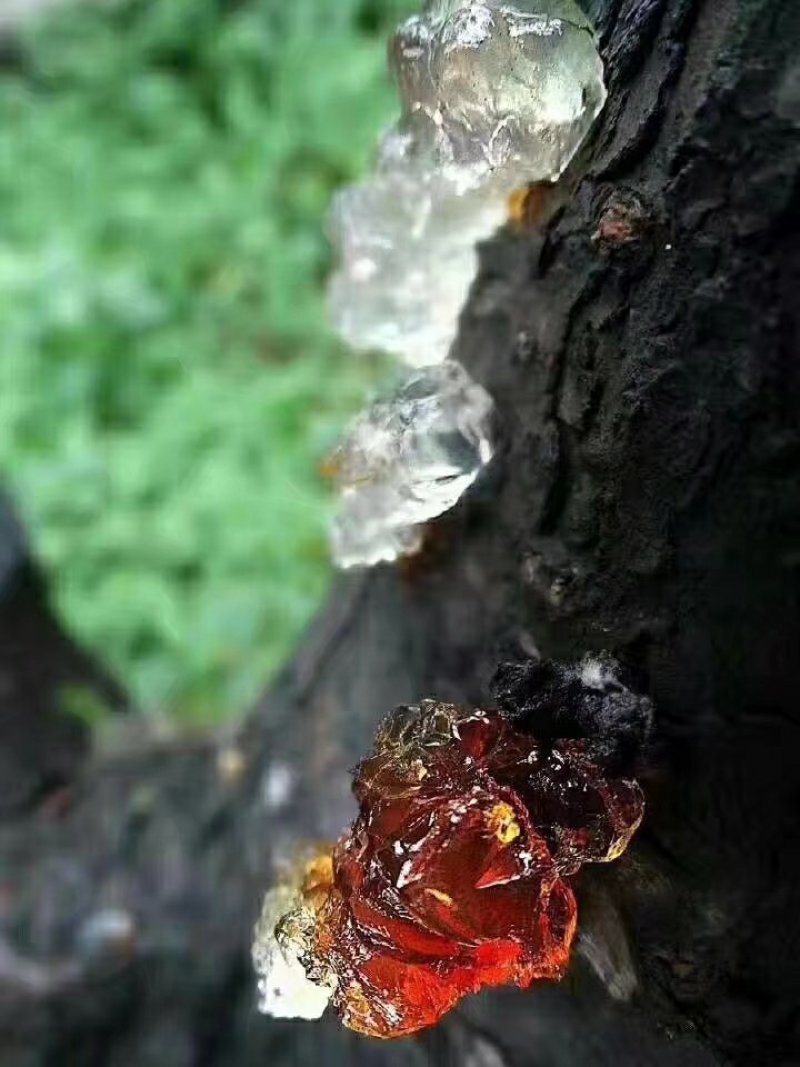 桃胶