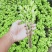 枸杞叶苗枸杞菜枸杞树苗枸杞盆栽,种植大叶食用枸杞