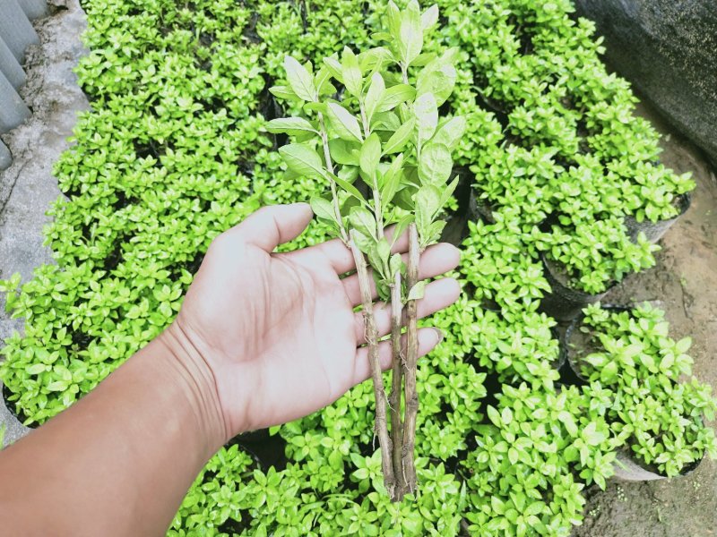 枸杞叶苗枸杞菜枸杞树苗枸杞盆栽,种植大叶食用枸杞