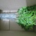 枸杞叶苗枸杞菜枸杞树苗枸杞盆栽,种植大叶食用枸杞