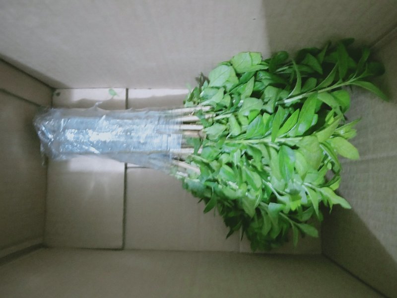 枸杞叶苗枸杞菜枸杞树苗枸杞盆栽,种植大叶食用枸杞