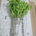 枸杞叶苗枸杞菜枸杞树苗枸杞盆栽,种植大叶食用枸杞