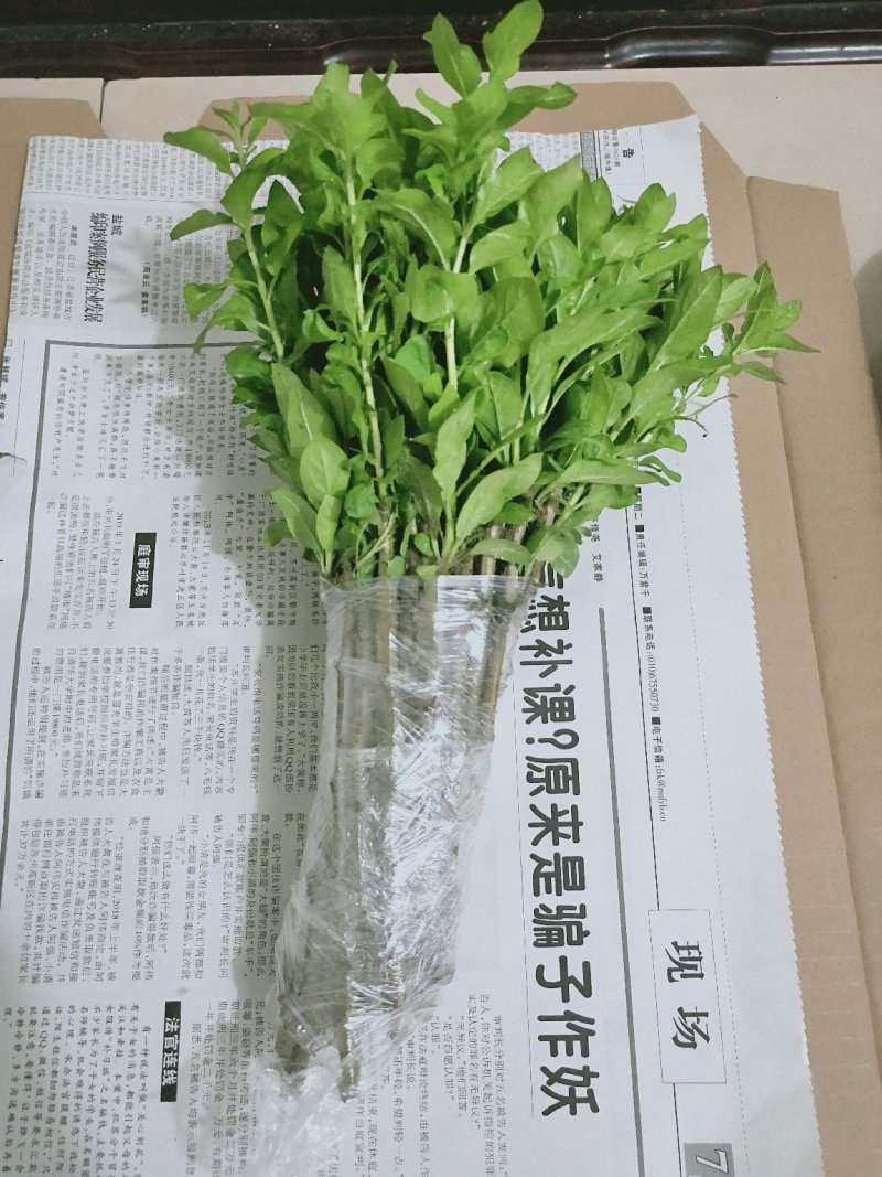 枸杞叶苗枸杞菜枸杞树苗枸杞盆栽,种植大叶食用枸杞