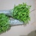 枸杞叶苗枸杞菜枸杞树苗枸杞盆栽,种植大叶食用枸杞