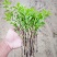 枸杞叶苗枸杞菜枸杞树苗枸杞盆栽,种植大叶食用枸杞