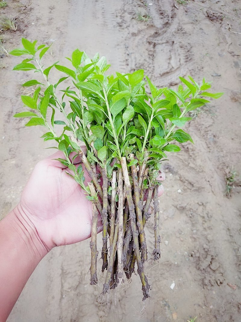 枸杞叶苗枸杞菜枸杞树苗枸杞盆栽,种植大叶食用枸杞
