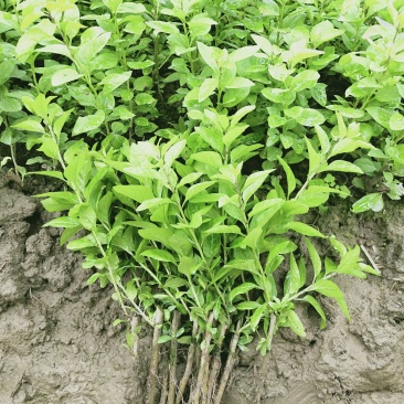 枸杞叶苗枸杞菜枸杞树苗枸杞盆栽,种植大叶食用枸杞