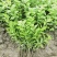枸杞叶苗枸杞菜枸杞树苗枸杞盆栽,种植大叶食用枸杞